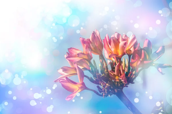 Plumeria Fleurs roses — Photo