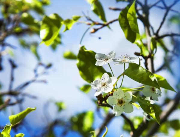 Körsbärsträd i blom. — Stockfoto