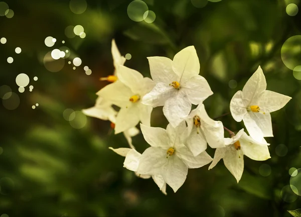 白色的小花 — 图库照片