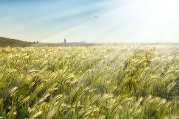 Зеленое травяное поле и голубое небо — стоковое фото