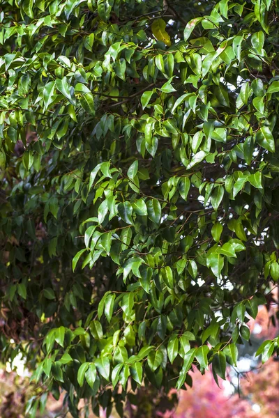 Folhas verdes em galhos de árvores — Fotografia de Stock