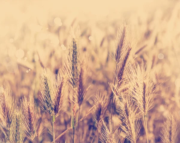 Campo di weat su vento — Foto Stock