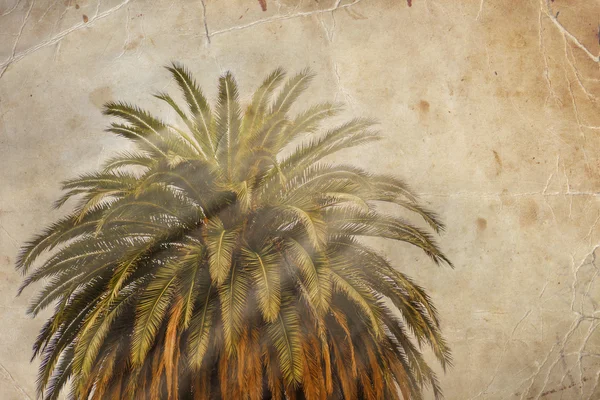 California palm trees