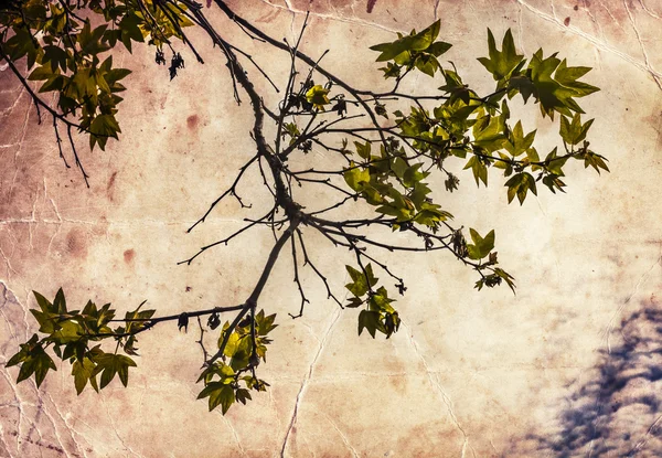 Зелене листя на гілках дерев — стокове фото