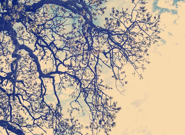 Büyük ağaç dalları — Stok fotoğraf