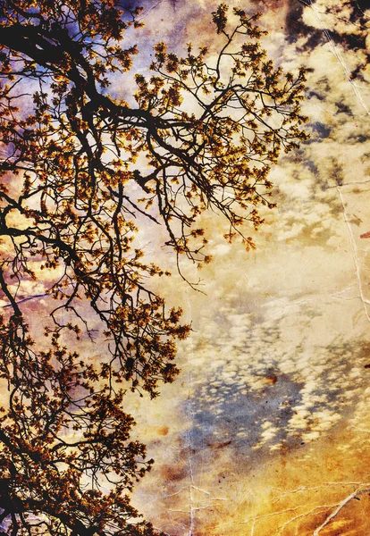 Rayos de sol y ramas de árboles — Foto de Stock