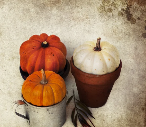 Close-up of three pumpkins — Stock Photo, Image