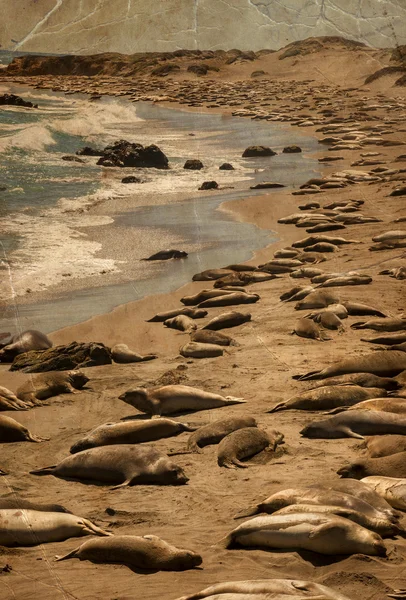 Pasifik Okyanusu su ve deniz aslanlarının — Stok fotoğraf
