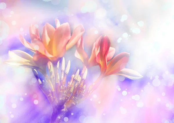 Pink plumeria flowers — Stock Photo, Image