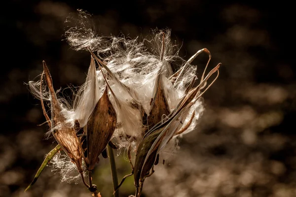 Gedroogde distel bloemen — Stockfoto