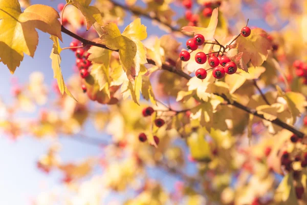 黄色の葉に赤いナナカマド — ストック写真