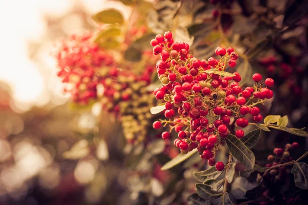 Rote Beeren im Sonnenuntergang — Stockfoto