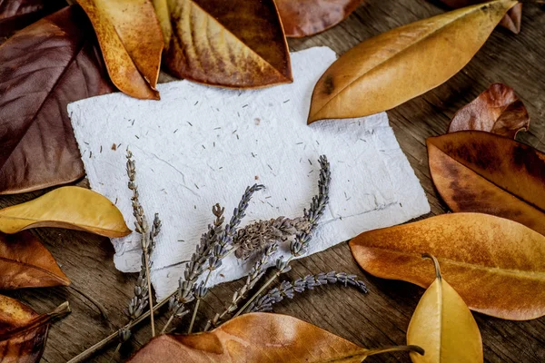 Leaves, flowers and  papers — Stock Photo, Image