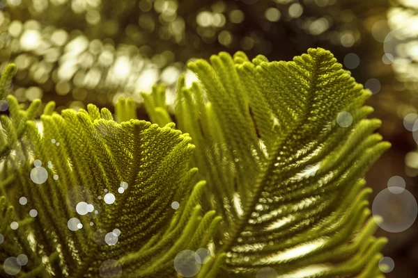 Ramos verdes de uma árvore de pele — Fotografia de Stock