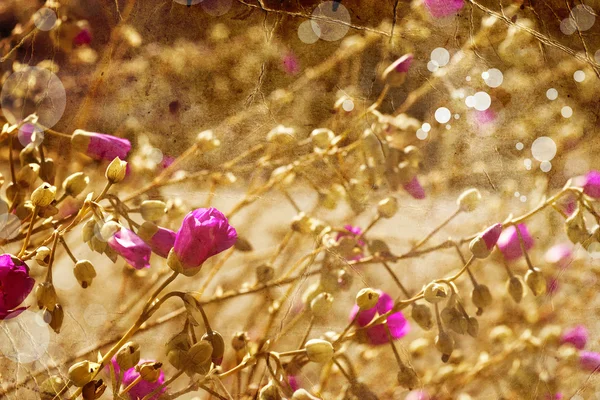 Hermosas flores rosa púrpura — Foto de Stock