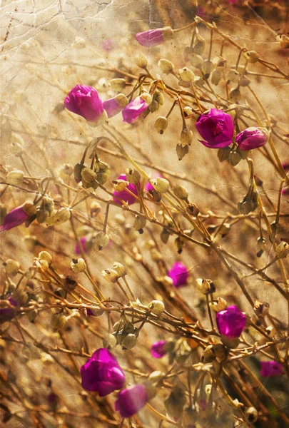 美しいピンクの紫色の花 — ストック写真