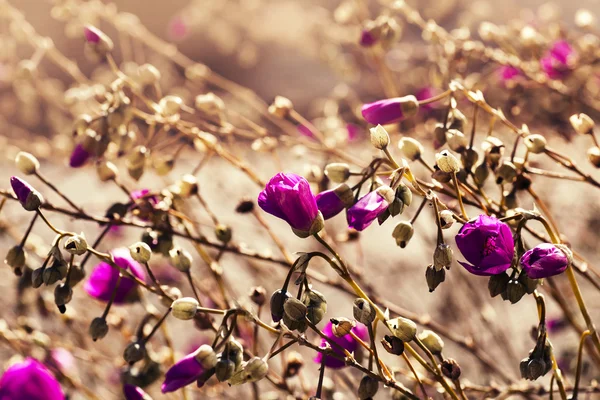 Krásné růžové květy fialové — Stock fotografie