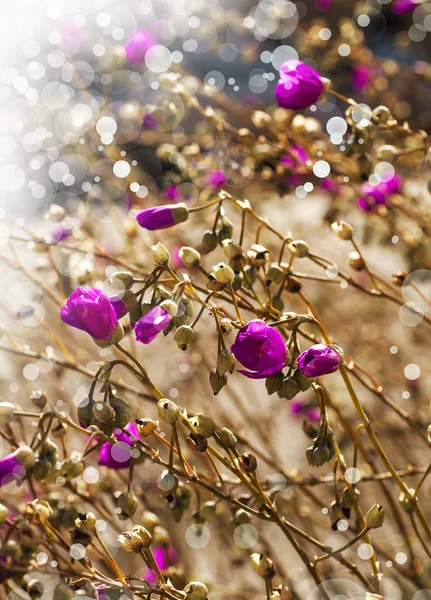 Güzel pembe mor çiçekler — Stok fotoğraf