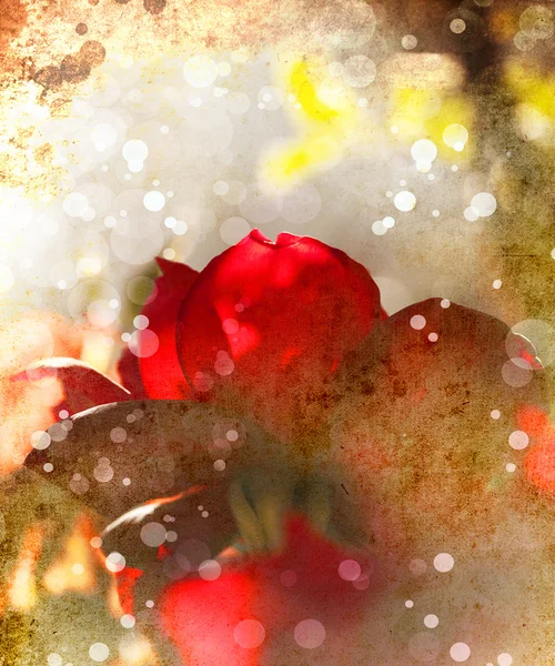 Bunga merah yang indah — Stok Foto