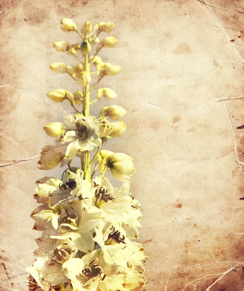 Little white flowers — Stock Photo, Image