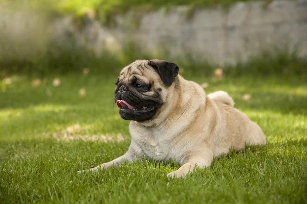 Mooie Pug puppy — Stockfoto