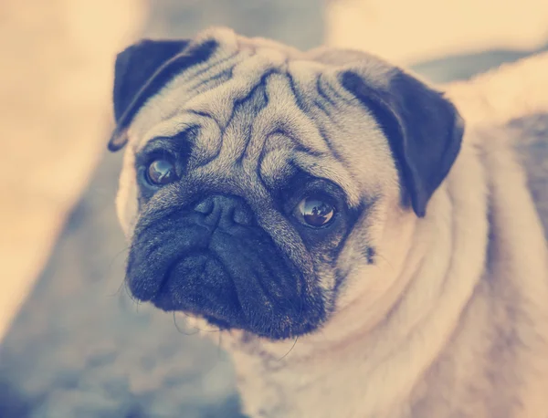 Pug puppy z smutną twarz — Zdjęcie stockowe