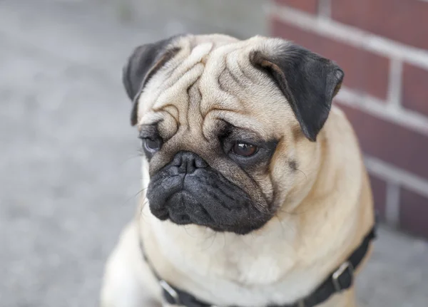 Pug puppy met een triest gezicht — Stockfoto