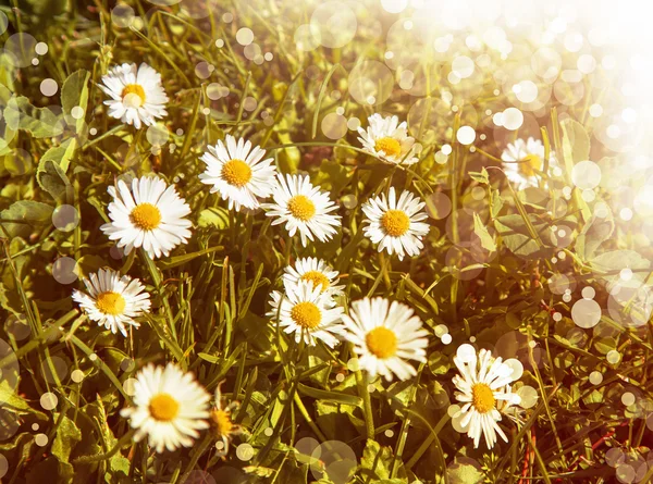 Campo de flores de manzanilla en el sol —  Fotos de Stock