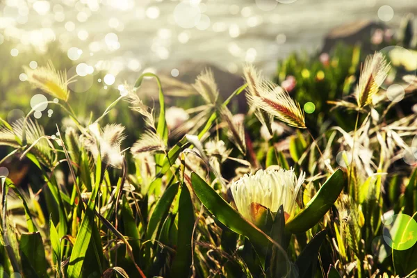 Planta de Hielo Blanco Flores al sol — Foto de Stock