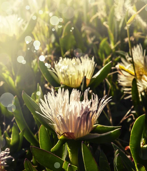 White Ice Plant Flowers in the sunshine — Stock Photo, Image