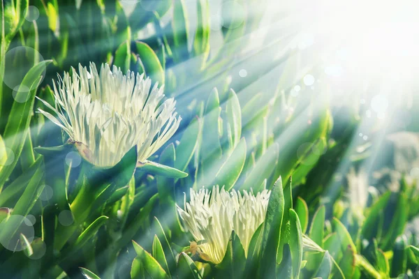 太陽の下で白いアイス プラントの花 — ストック写真