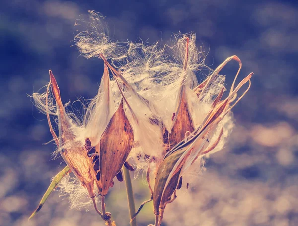 Flores maduras de algodón — Foto de Stock