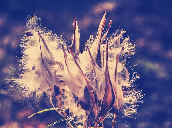 Flores maduras de algodón — Foto de Stock