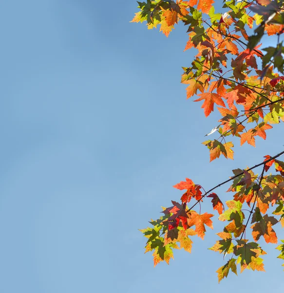 Крупним планом осіннє листя — стокове фото