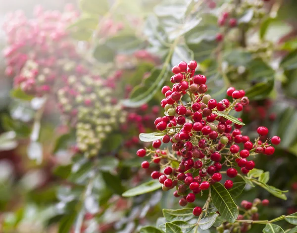 Un mucchio di Red Rowan. — Foto Stock