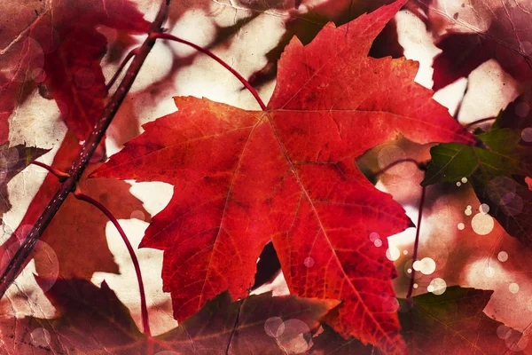Κόκκινα φύλλα φθινοπώρου — Φωτογραφία Αρχείου