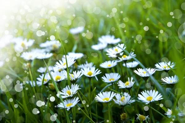 Campo de flores de camomila na luz do sol — Fotografia de Stock