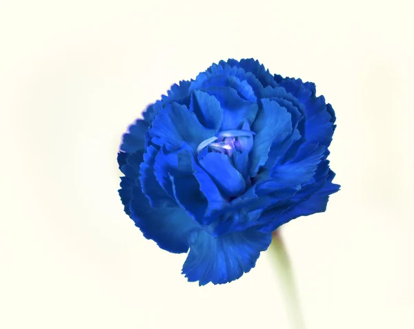Brillante flor de clavo azul —  Fotos de Stock