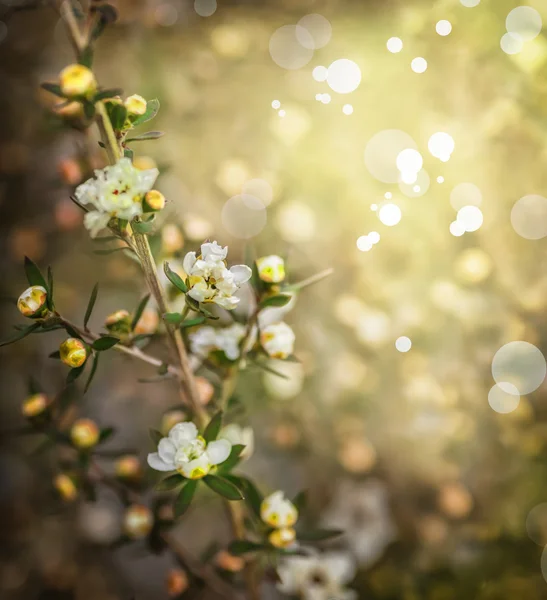 Pequeñas flores blancas — Foto de Stock