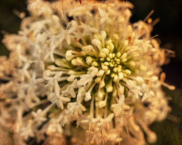 Little white flowers — Stock Photo, Image