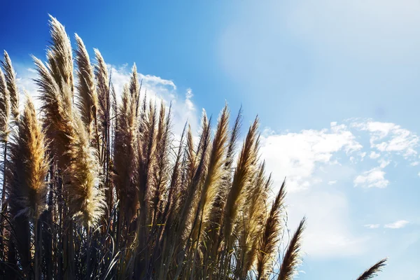 Gras tegen blauwe lucht — Stockfoto