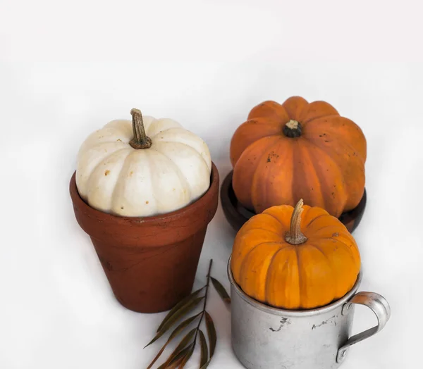 Citrouilles sur bol, tasse et pot — Photo