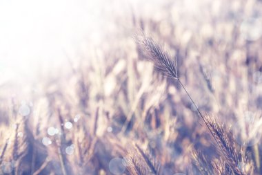 Buğday Rüzgar üzerinde alan