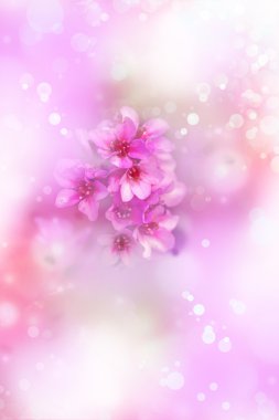 Pembe çiçekler arka plan