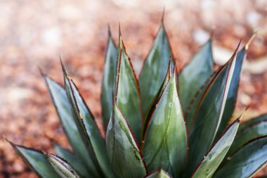 Agav montana Close-Up