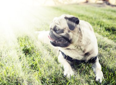 Bir büyük gülümseme çimenlerde siting ile pug yavrusu