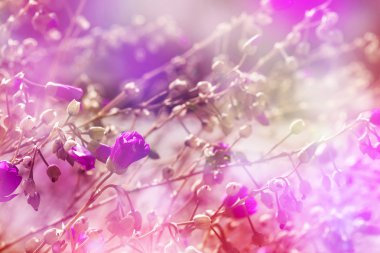 güzel pembe çiçekler