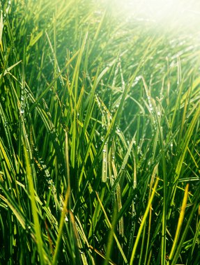 taze doğal arka plan