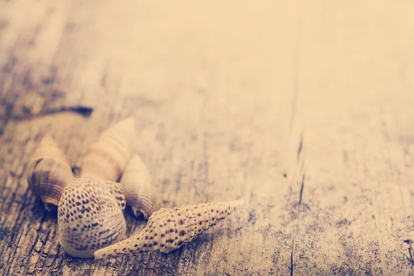 Shells on wooden table — Stock Photo, Image