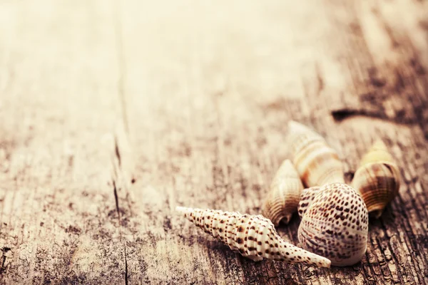 Shells on wooden table — Stock Photo, Image